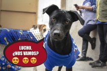 PERROS-05
